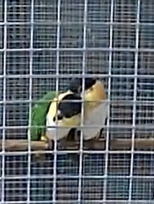 Bonded pr black headed caiques