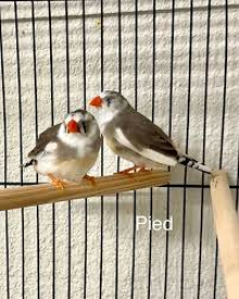 Zebra finch wanted