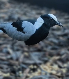 Blacksmith Plover Hen
