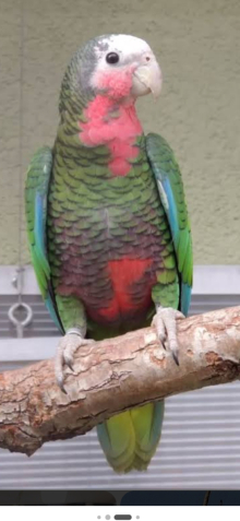 Looking fir cuban amazon cock