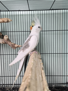 Adult Cockatiels