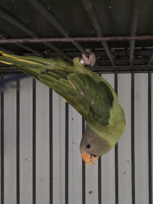 Slaty Headed Parakeets