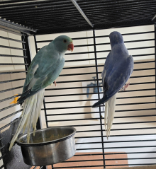 opaline cleartails