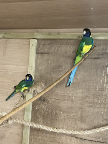 Spare birds