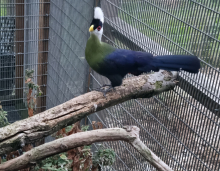 White crested male turaco