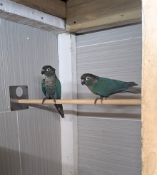 Violet Conures