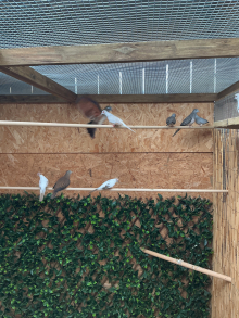 Diamond doves