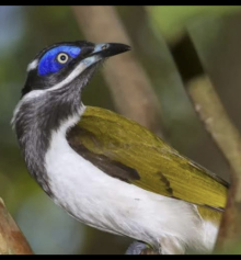 Blue Faced honeyeaters