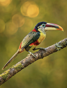 Curl Crested Aracari