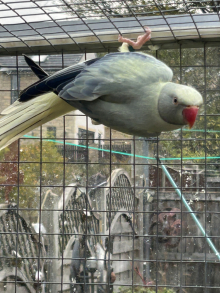 Mutation ringnecks
