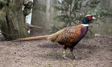 Chinese Ringneck Pheasants