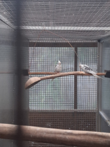 White face Cockatiels 