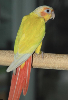 Sun-cheeked 