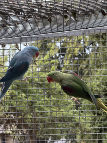 2025 SPLIT BLUE ALEXANDRINE COCK 
