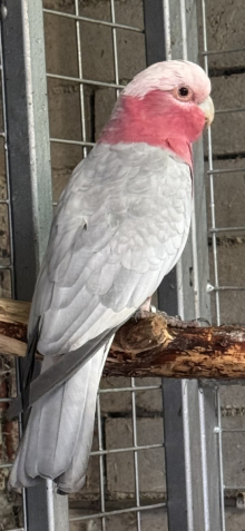 Cock Galah Required