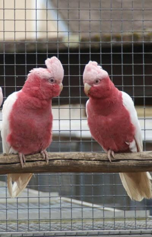 Lutino galah cockatoo pair 