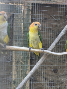 2026 Yellow Thighed Caique