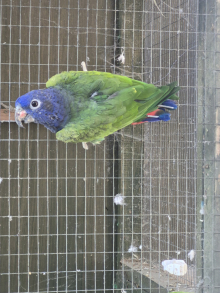 Blue Headed Pionus pair