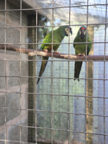 Illigers Macaws