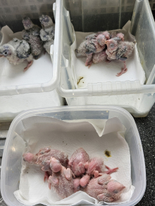 Hand reared baby conures