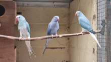 MUTATION RINGNECKS
