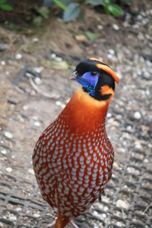 TEMMINKS TRAGOPANS (PURE)