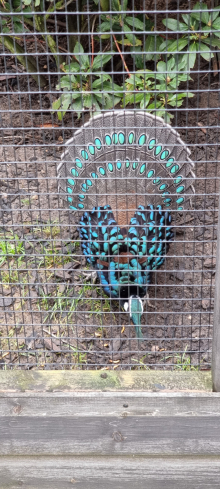 Peacock pheasants
