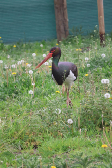 CRANES / STORKS
