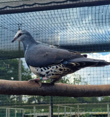 WONGA PIGEON