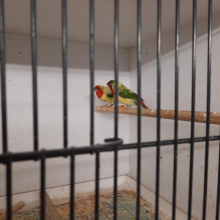 Red headed parrot finches 