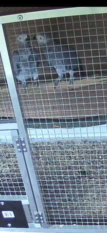 Pair of african greys