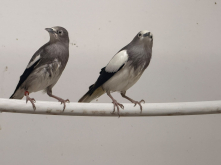 Quality birds