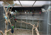 AVERY RINGNECKS CLOSE