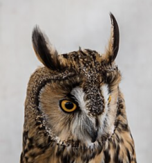 Long Eared Owls 