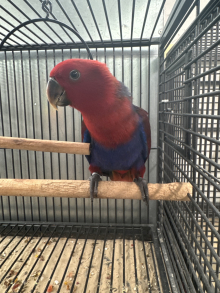 Female Ecltrus 