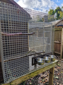 African Grey Breeding set ups 