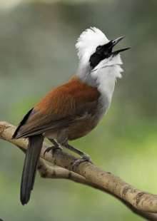 White crested laughing thrushes 