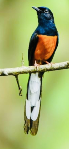 White rumped shama pairs Newark
