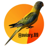 Aviary : 89 - avatar