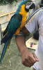 Sumon - avatar