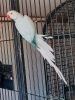 NM Aviary  - avatar