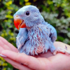 Ringneck Parrots Manchester - avatar